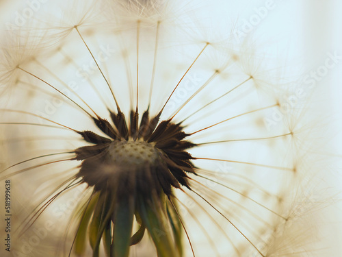 Fototapeta Naklejka Na Ścianę i Meble -  Dandelion head with parachutes closeup. Light floral picture. Airy and fluffy background. Summer illustration with blowball pappus. Macro