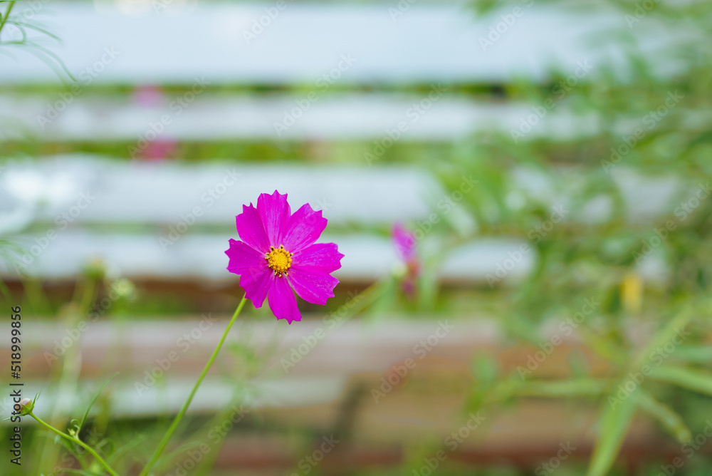 Fototapeta premium Natural rustic background with pink Cosmos flower