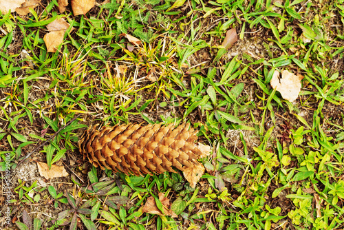 Fir cone among grass and fallen autumn leaves