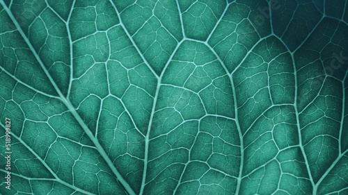 Plant leaf structure closeup. Mosaic pattern of cells nerve and veins. Abstract background on vegetable theme. Beautiful nature backdrop. Green-blue tinted wallpaper. Horseradish leaf structure. Macro photo