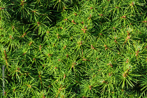 small green needles of decorative pine for background