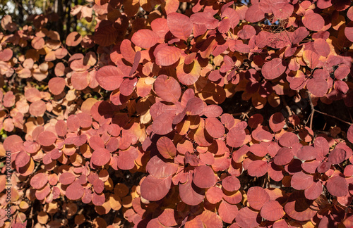 the red oval leaves of a smoke bush
