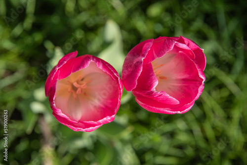 Obraz na płótnie top view of flowering tulips with pink petals w salonie