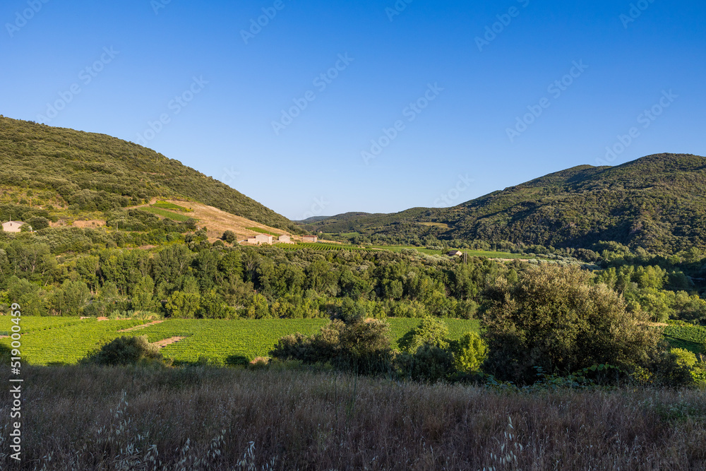 Naklejka premium Vue au coucher du soleil du vignoble Saint-Chinian près du hameau de Ceps à Roquebrun