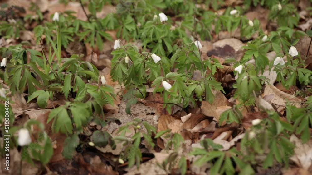 Common snowdrop blooming. View of spring flowers in park. New fresh snowdrop blossom on beautiful morning with sunlight. Wildflowers in the nature. Common snowdrop blooming. View of spring flowers in park. New fresh snowdrop blossom on beautiful morning with sunlight. Wildflowers in the nature.