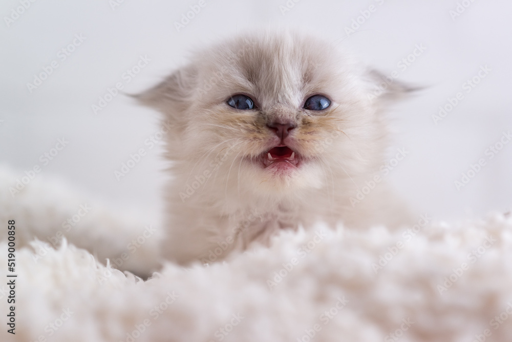 A beautiful little white fluffy kitten with blue eyes lies on carpet and screams. Baby teeth. Selective focus