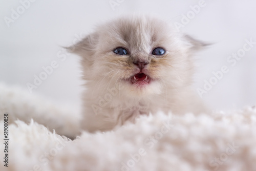 A beautiful little white fluffy kitten with blue eyes lies on carpet and screams. Baby teeth. Selective focus