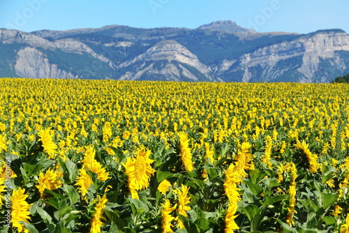 Sonnenblumen in der Provence