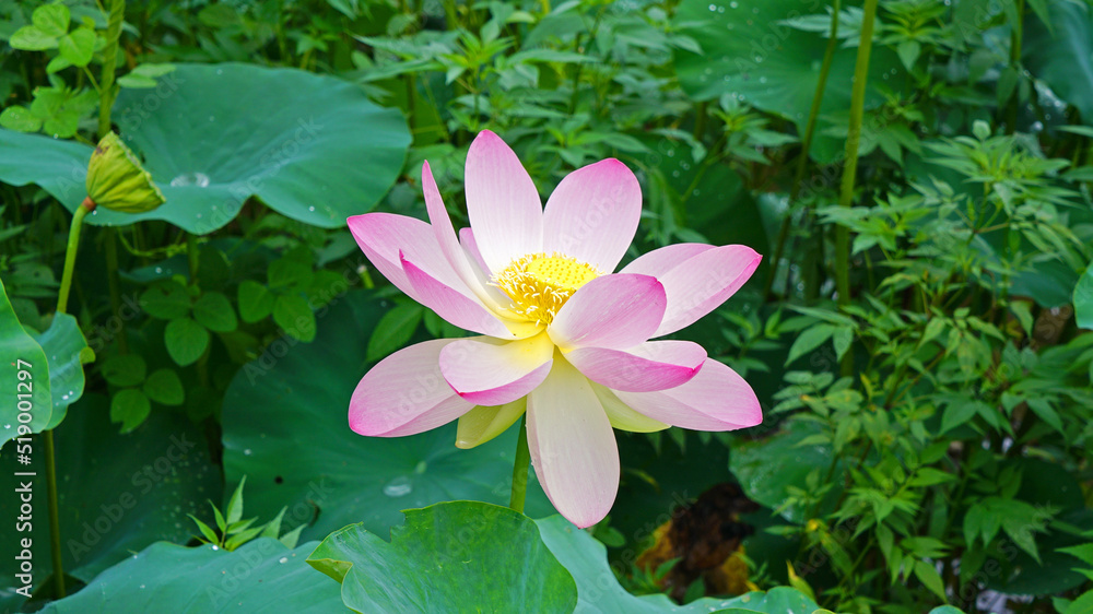 lotus and lotus leaves in the lotus field lotus and lotus leaves in the lotus field