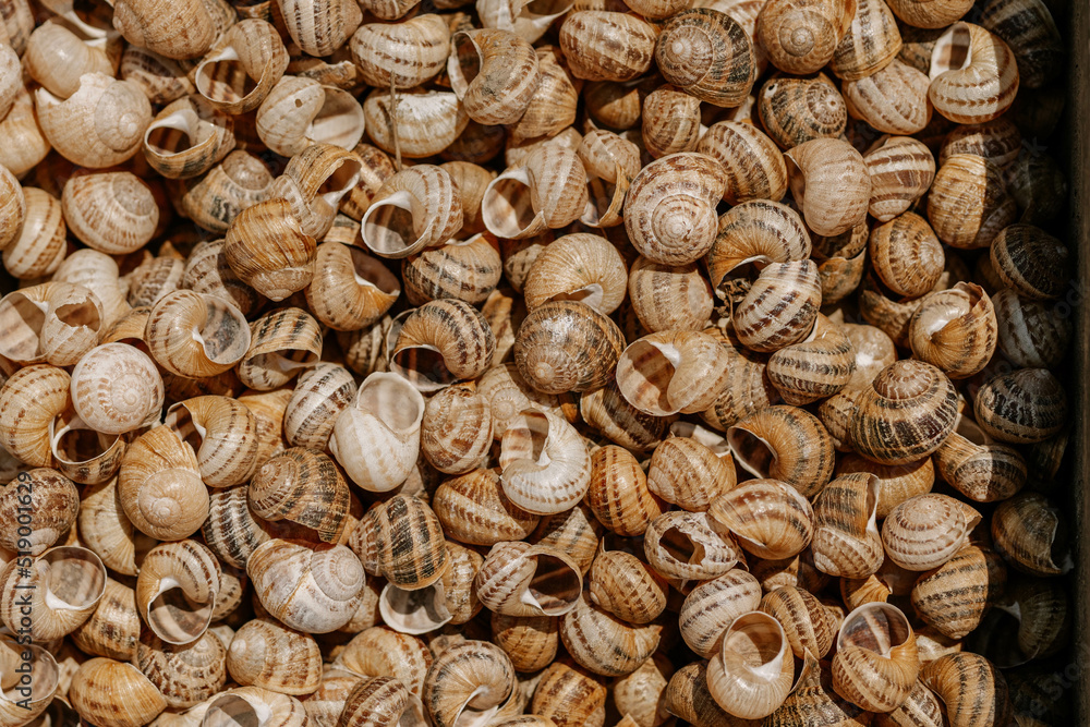 Pile of brown snail shells. Nature closeup colorful abstract background. High quality photo. Empty lifeless snail houses. Pile of brown snail shells. Nature closeup colorful abstract background. High quality photo. Empty lifeless snail houses.