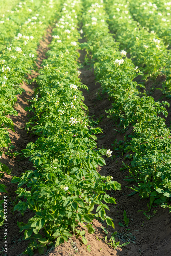 Planted potatoes grow in the beds. Planted potatoes grow in the beds.
