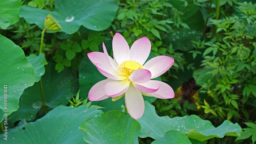 lotus and lotus leaves in the lotus field lotus and lotus leaves in the lotus field