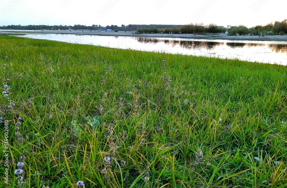 Obraz premium grass and water. beautiful picture of river and forest in summer, sunset on the water's edge. vacation in nature summer stock photo symbol