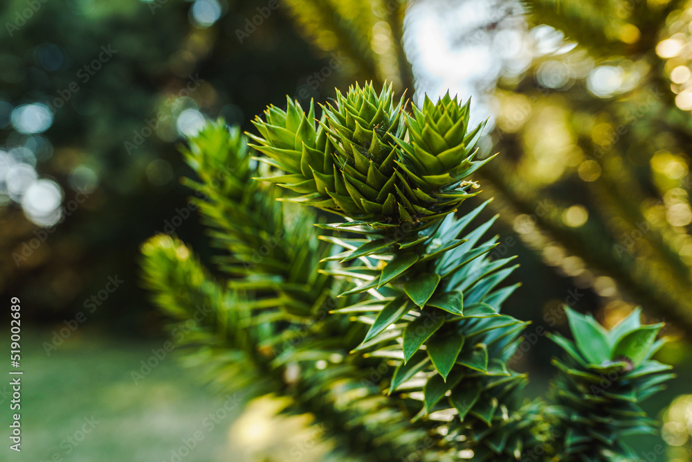 Coniferous evergreen plant with short thick leaves Coniferous evergreen plant with short thick leaves