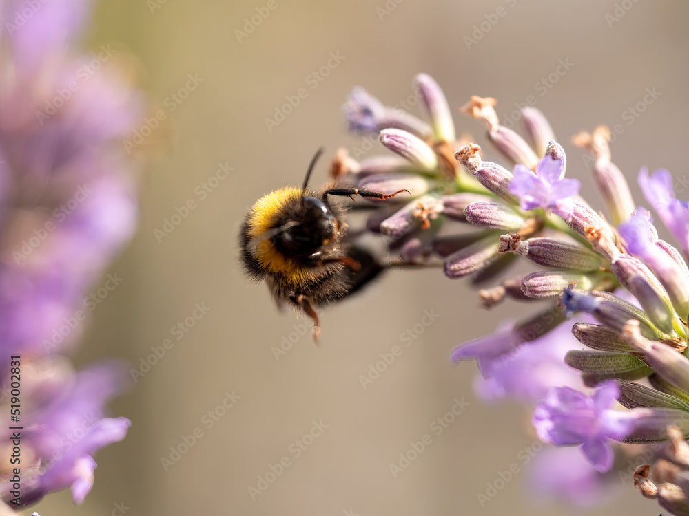Hard Working close up bumblebee at Lavender in bokeh style Hard Working close up bumblebee at Lavender in bokeh style