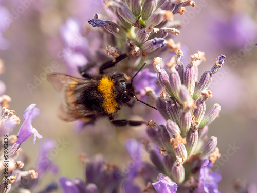 Hard Working close up bumblebee at Lavender in bokeh style