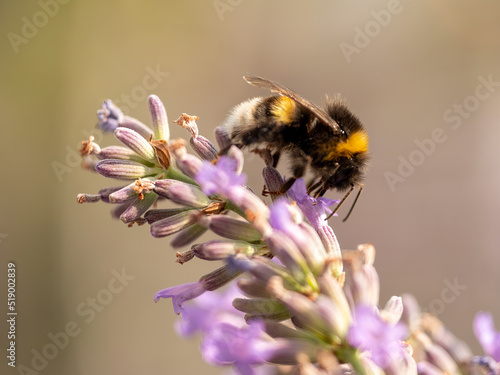 Hard Working close up bumblebee at Lavender in bokeh style
