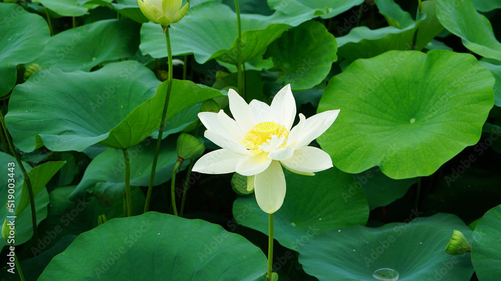 lotus and lotus leaves in the lotus field lotus and lotus leaves in the lotus field