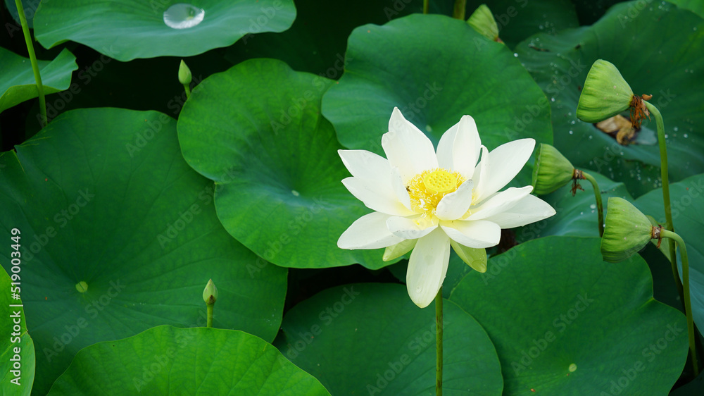 lotus and lotus leaves in the lotus field lotus and lotus leaves in the lotus field