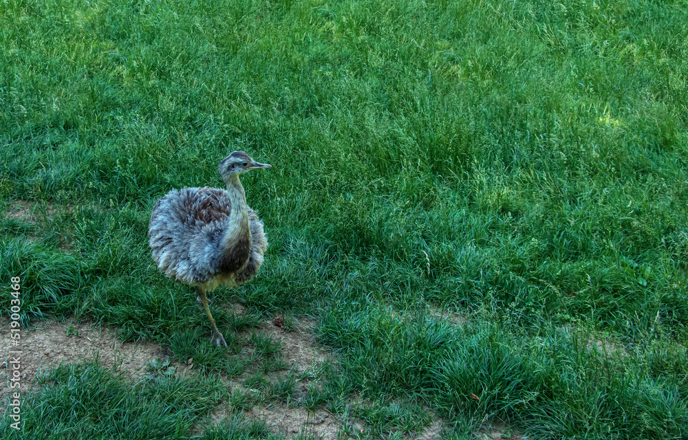 Darwin's rhea, Rhea pennata also known as the lesser rhea. It is a ...