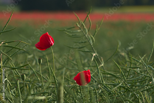 Red poppy flowers against a green rape field in daylight.