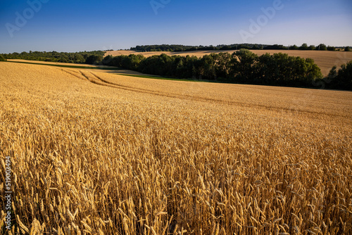 Wheat field under blue sky. Rich harvest theme. Rural landscape with ripe golden wheat. The global problem of grain in the world.