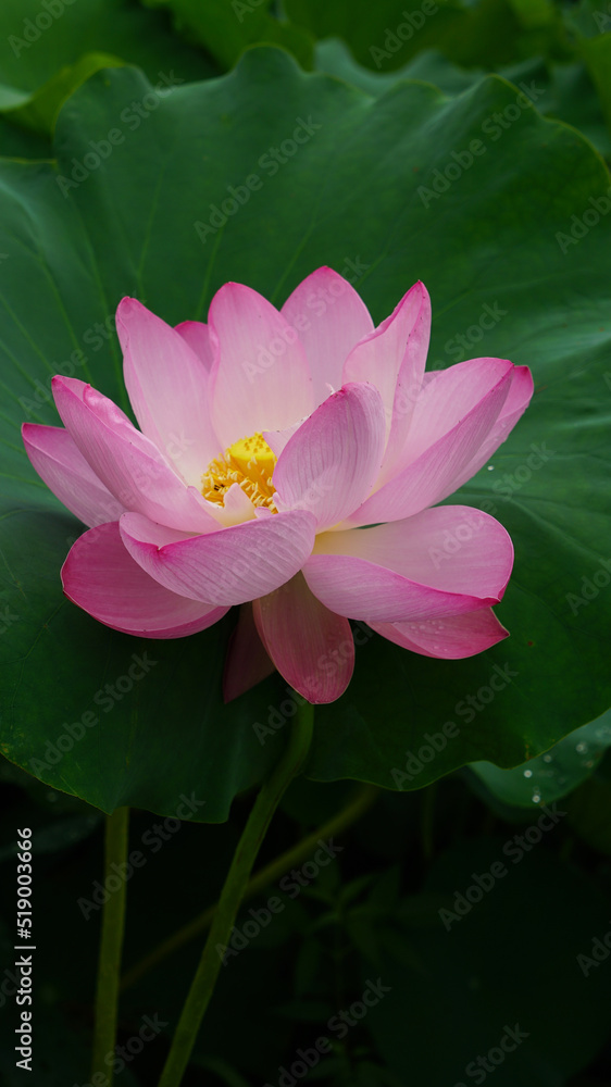 lotus and lotus leaves in the lotus field lotus and lotus leaves in the lotus field