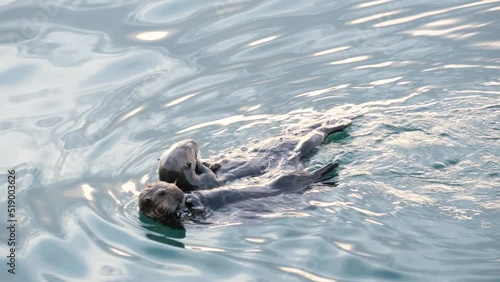 Cute furry sea otter family, two marine mammal, adorable cuddly wild aquatic animal swimming in ocean water, California coast wildlife, USA fauna. Funny small paws or hands. Couple or pair eating. photo