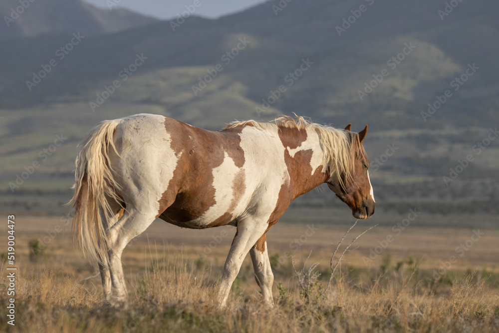 Beautiful Wild Horse in the Utah Desert Beautiful Wild Horse in the Utah Desert