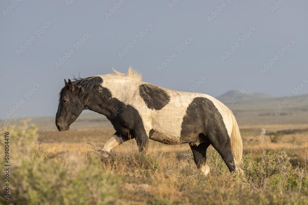 Fototapeta premium Beautiful Wild Horse in the Utah Desert