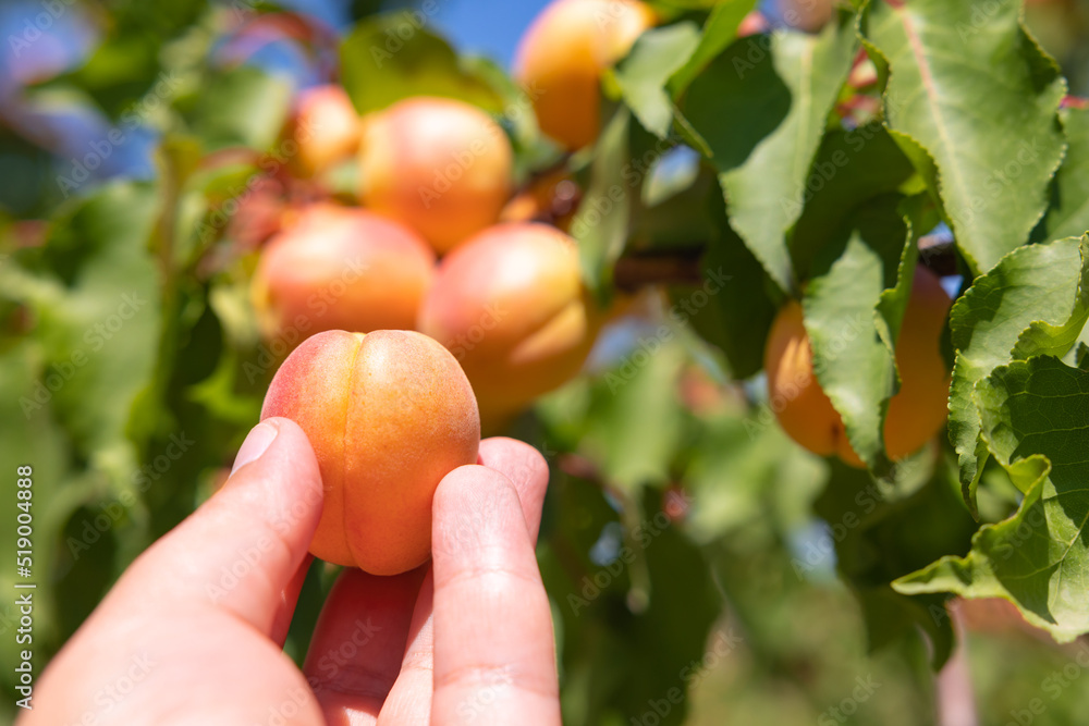 Man collecting or harvesting apricots from tree in summer in an orchard Man collecting or harvesting apricots from tree in summer in an orchard