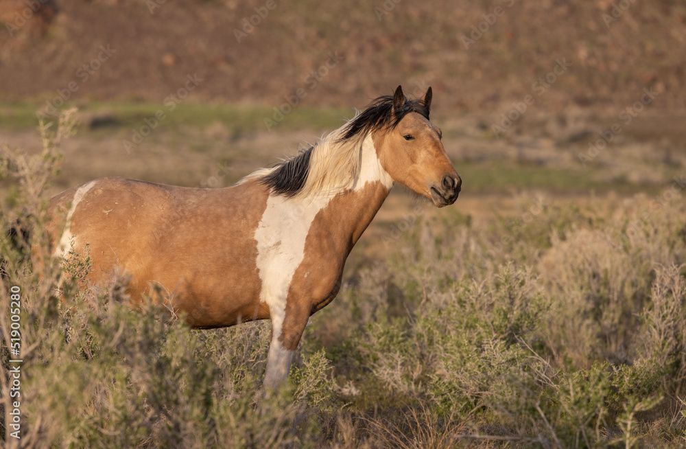 Fototapeta premium Beautiful Wild Horse in the Utah Desert