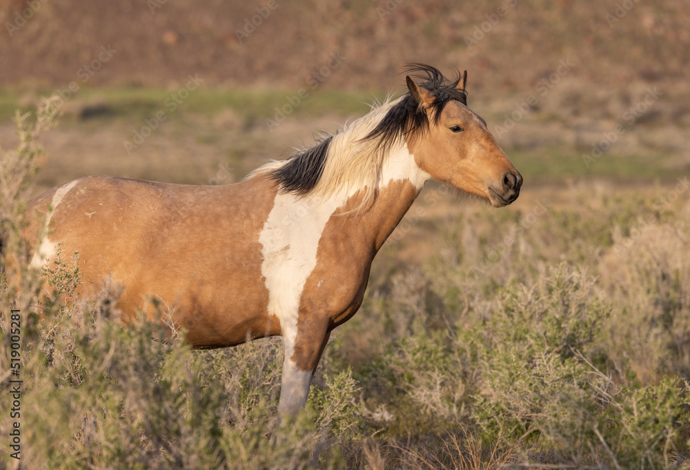 Obraz premium Beautiful Wild Horse in the Utah Desert