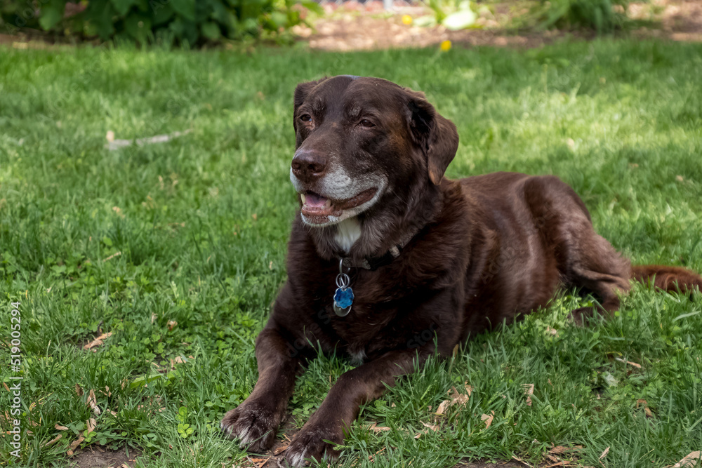 Aging chocolate labrador retriever dog laying in grass enjoying the outdoors Aging chocolate labrador retriever dog laying in grass enjoying the outdoors