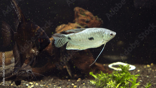 Angle fish in aquarium. Beautiful aquarium still life with swimming cherry barb fishes. Tropical freshwater tank surface on light background