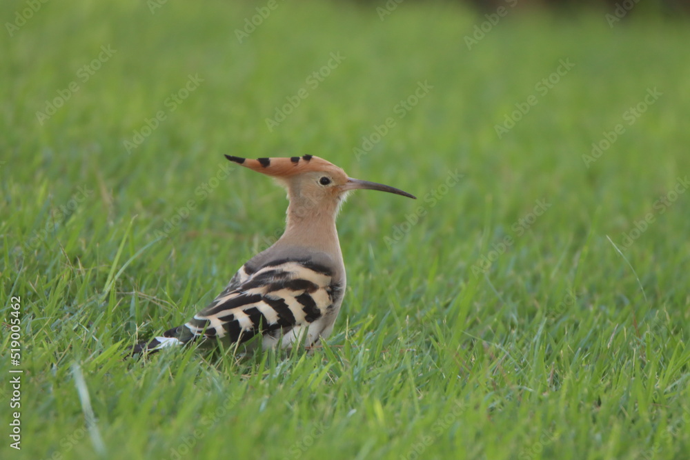 hoopoe in the grass hoopoe in the grass