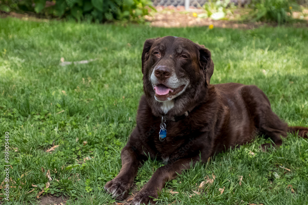 Aging chocolate labrador retriever dog laying in grass enjoying the outdoors Aging chocolate labrador retriever dog laying in grass enjoying the outdoors