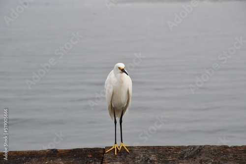 The start of a new journey in the colors of birds and the looks they give you when taking photos of them. © nicholas