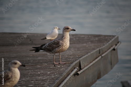 Beautiful gull looking reflectively at the sea, beautiful animal © Neo