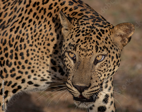 Big male leopard stare  Sunshine on leopard face  sun on leopard  leopard in the sun  leopard in sunlight 