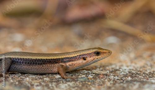 Lizard resting; lizard basking in the sunl; lizard on a stone; lizard on the rock; Skink lizard on a rock; Eutrophis macularia from Yala National Park in Sri Lanka