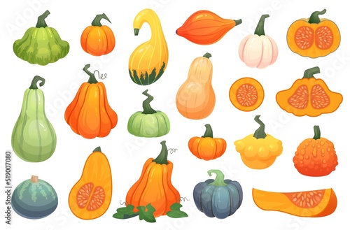 Autumn squashes crop. Farm organic veggies, cartoon pumpkin composition gourd plant fresh healthy food, fall fair vegetable garden