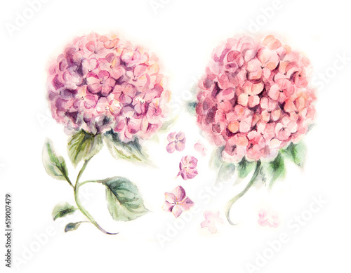 Fototapeta Naklejka Na Ścianę i Meble -  Hydrangea pink flower painted in watercolor on white paper pattern