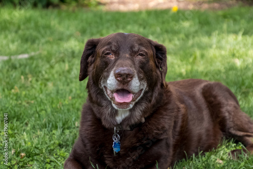 Elderly chocolate labrador retriever looking at the camer with a content smile © shellybychowskishots