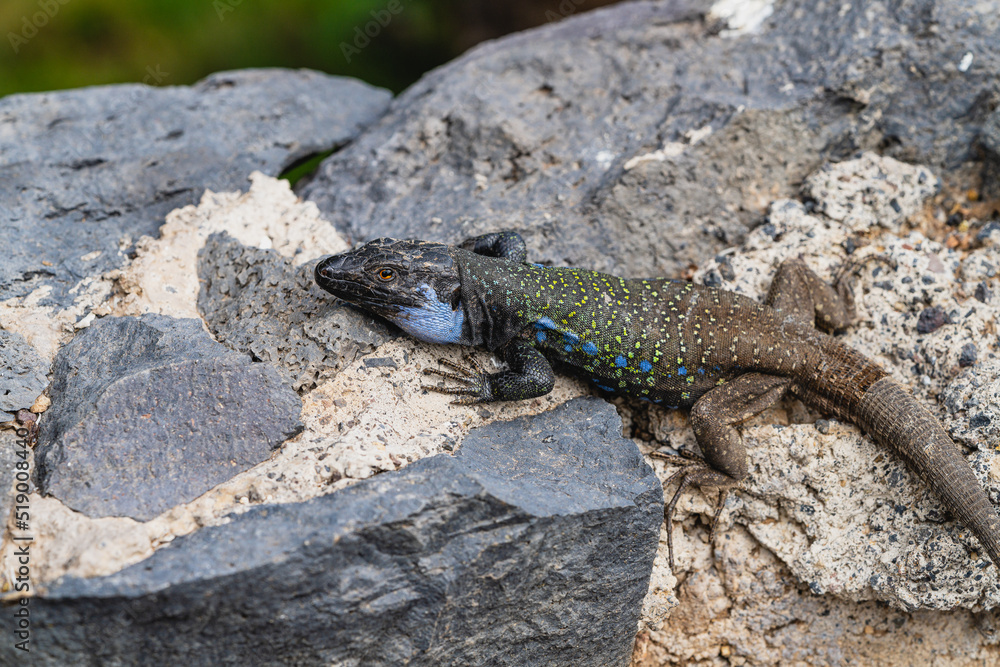 Gallotia galloti. Endemic lizard of the islands of Tenerife and La Palma, in the Canary Islands. Gallotia galloti. Endemic lizard of the islands of Tenerife and La Palma, in the Canary Islands.