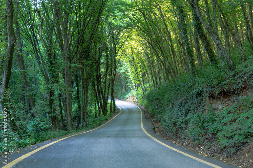 Fototapeta premium One way asphalt road covered with trees in a quiet forest, hiking and forest scenery