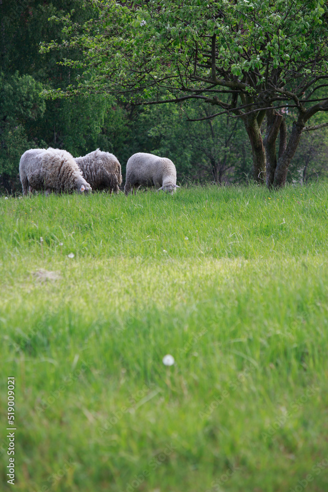 Fototapeta premium Owce