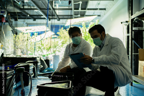 A worker team working in marijuana or cannabis plant leaves farm lab to analysis and develop product in laboratory in technology medical, healthcare, research concept. Experimental science. People