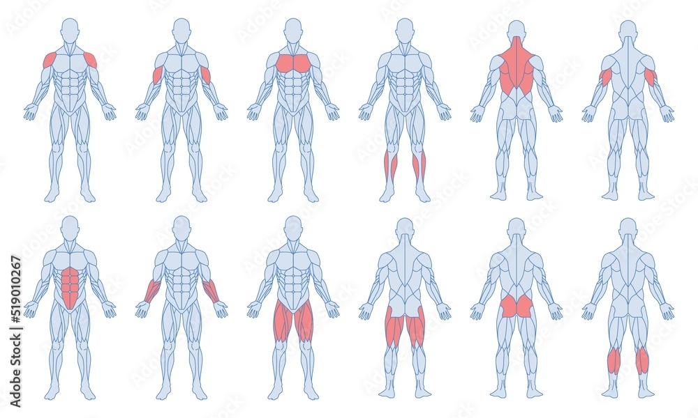 Vetor de Male muscle anatomy set. Figure of man and with highlighted biceps,  triceps, quadriceps, calf and latissimus dorsi. Training and sports.  Cartoon flat vector collection isolated on white background do Stock