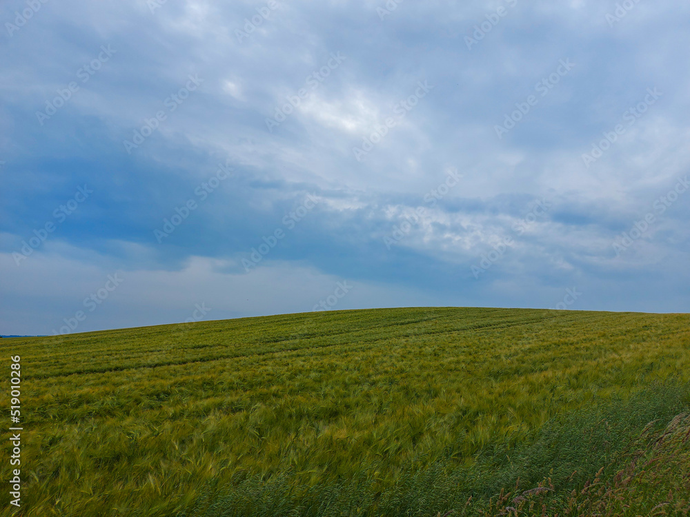 Obraz premium Roggenfeld auf einem Hügel